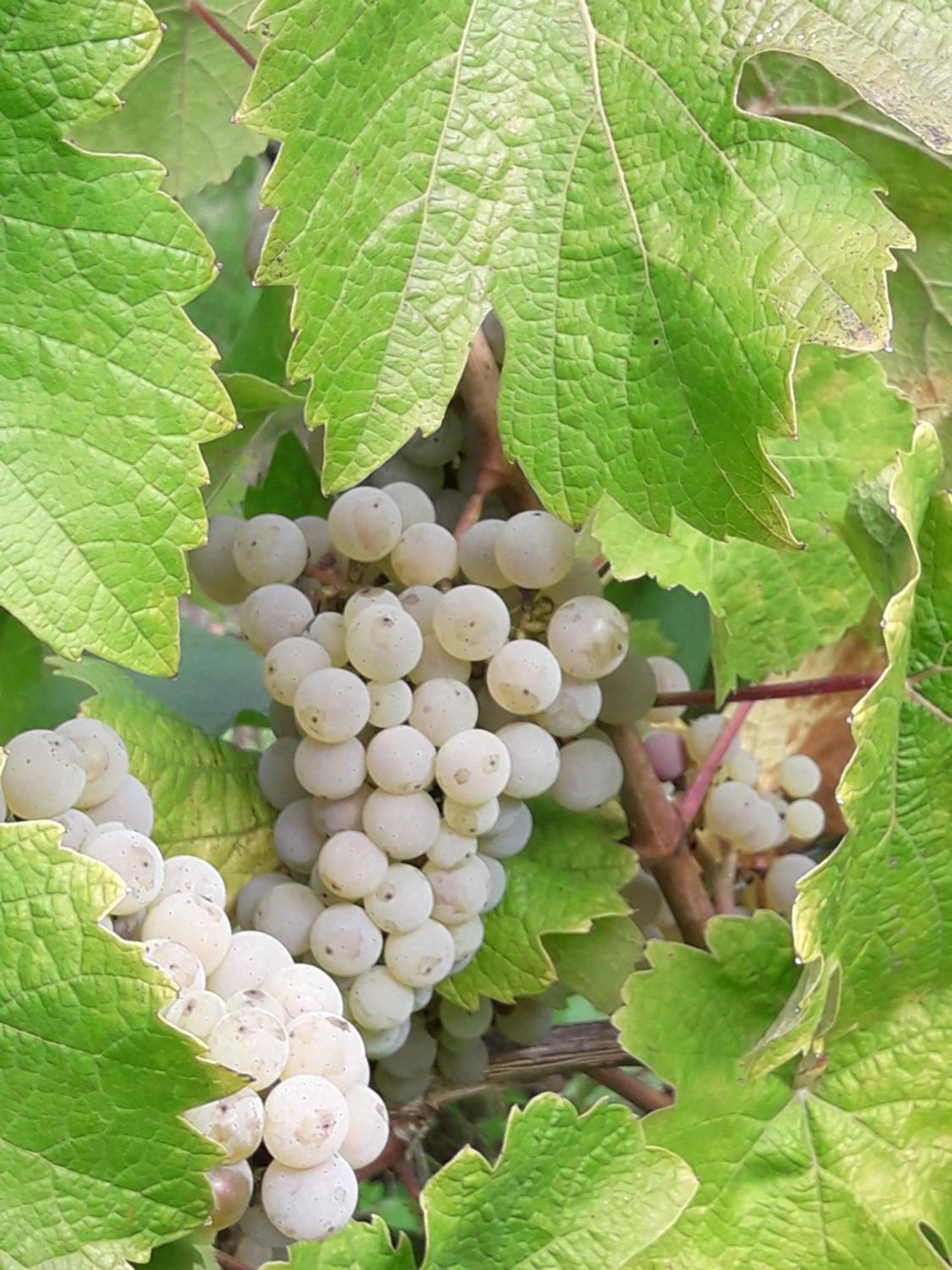 Weinhof Michael Morbach Hotel Zeltingen-Rachtig Luaran gambar