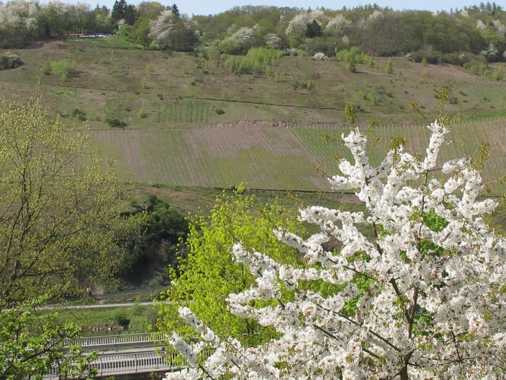 Weinhof Michael Morbach Hotel Zeltingen-Rachtig Luaran gambar